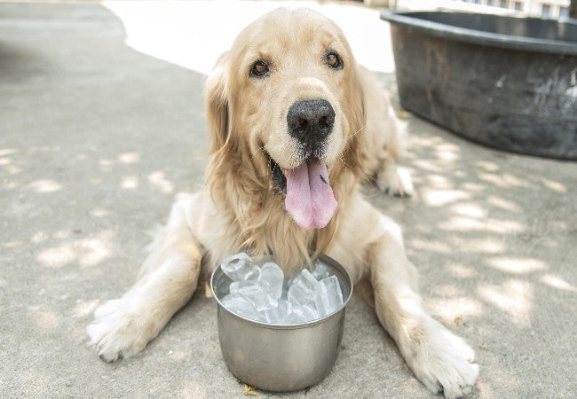 Is Your Dog Overheating? Signs, First Aid &amp; Prevention Tips