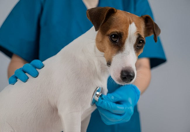 Is Your Dog at Risk of Brucellosis? Vet‑Led Guide 2025 🩺