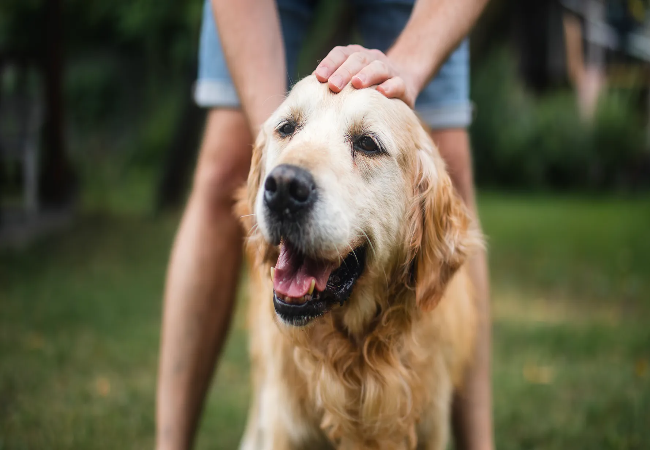 Is Your Pet in Pain? Signs You Should Never Ignore