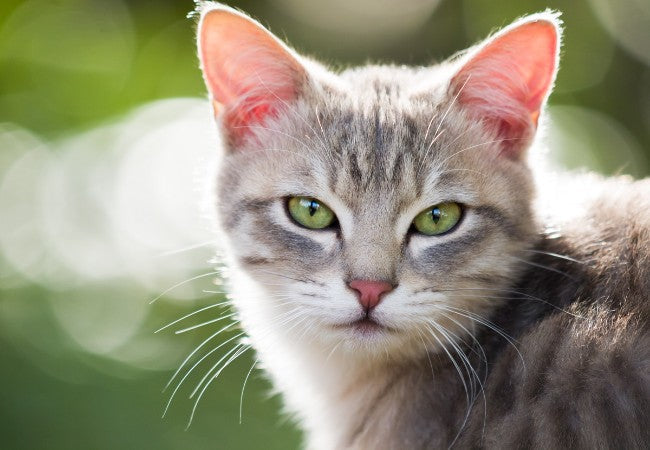 Issues with Flat Nosed Cats 2025: Vet Insights on Feline BOAS, Eye, Skin & Ethical Concerns🐾