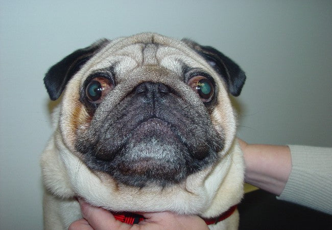 Issues with Flat Nosed Dogs 2025: Vet Guide to Health Risks, Care & Ethics🐾