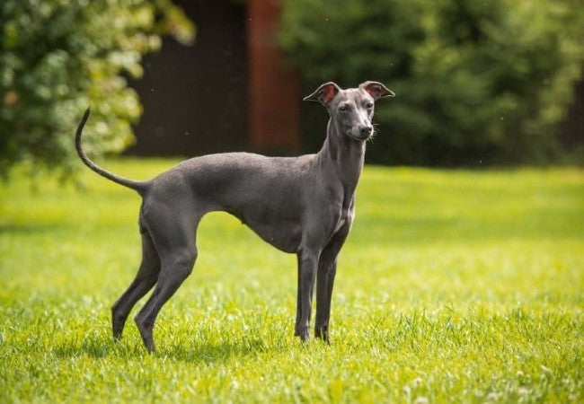 Italian Greyhound 2025 Guide: Elegant Temperament & Care 🐶