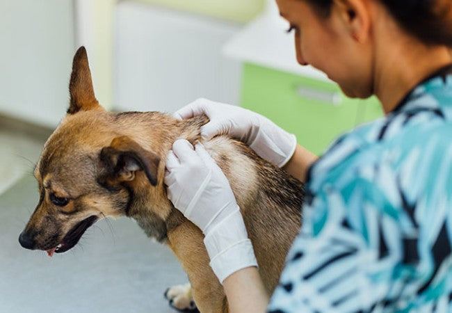 Itchy Dog in 2025: Vet‑Reviewed Causes, Relief & When to Call Your Vet 🐾🚨