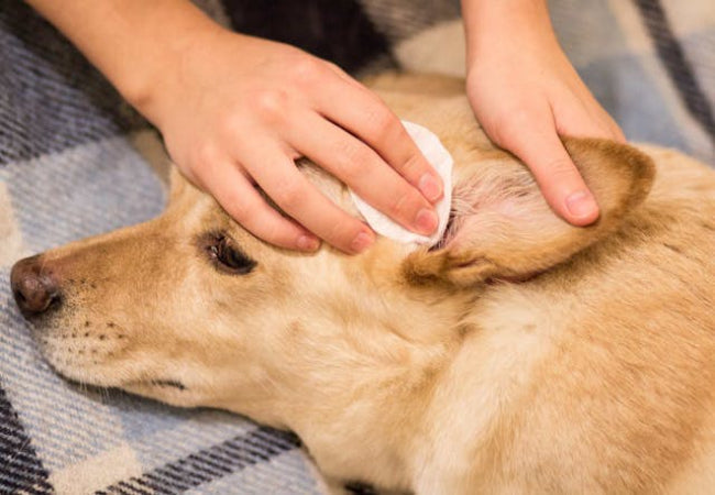 Itchy Ears in Dogs