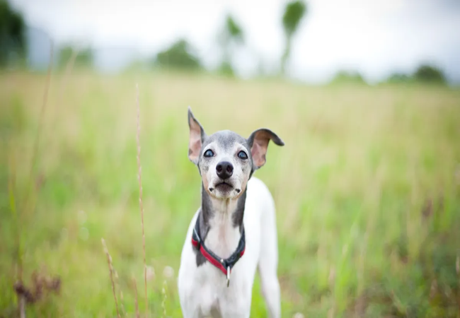 Japanese Terrier 2025 Guide: Temperament, Care & Training 🐶