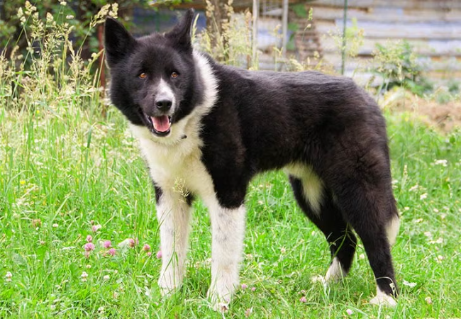 Karelian Bear Dog 2025 Guide: Temperament, Care & Training 🐾