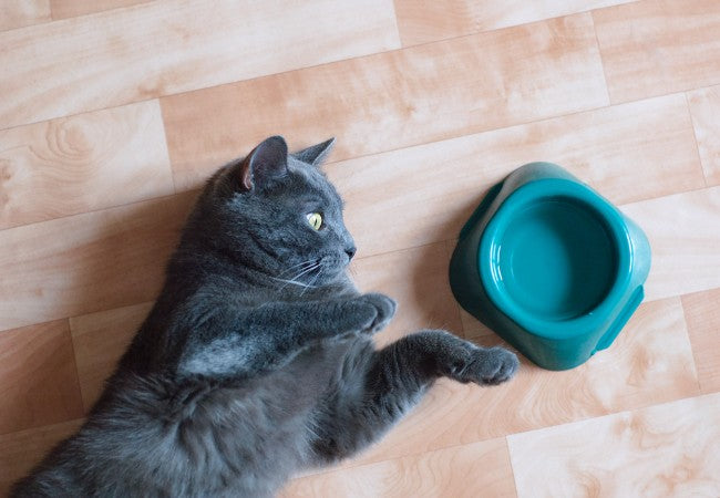Keeping Cats Hydrated