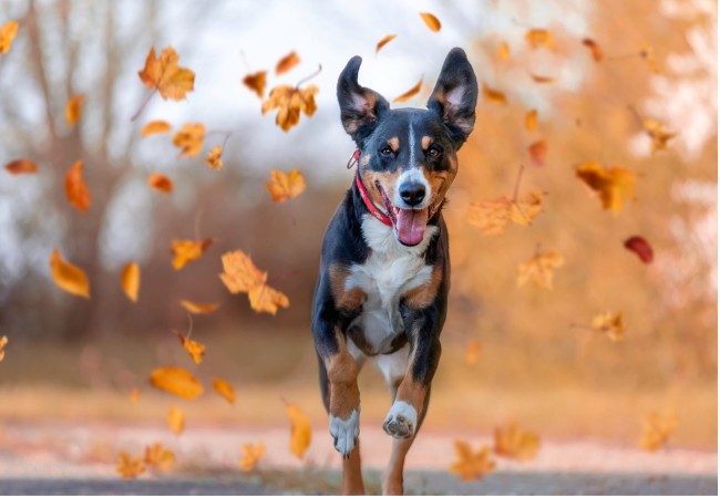 Keeping Dogs Fit in the Country: A Vet-Approved Guide for 2025 🐶🌾