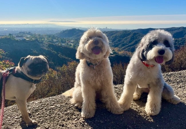 Keeping Your Dog Fit in the City: A Vet Approved Guide for 2025 🏙️🐶