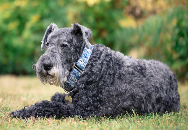 Kerry Blue Terrier 2025: Ireland’s Versatile Working Terrier Health & Care 🐶✨