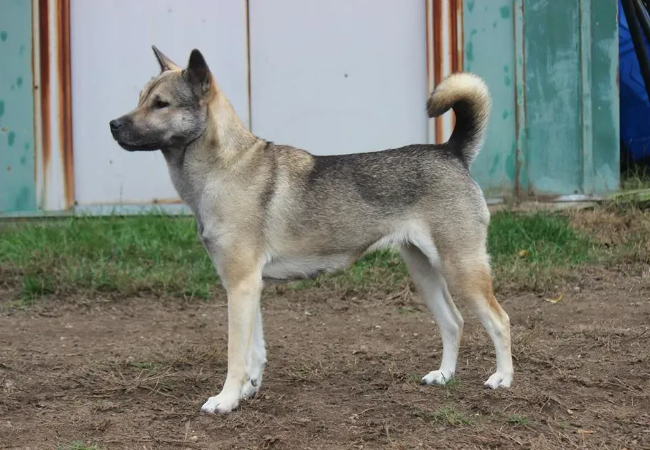 Kishu Ken 2025: Noble Japanese Hunter Temperament & Health Guide 🐶✨