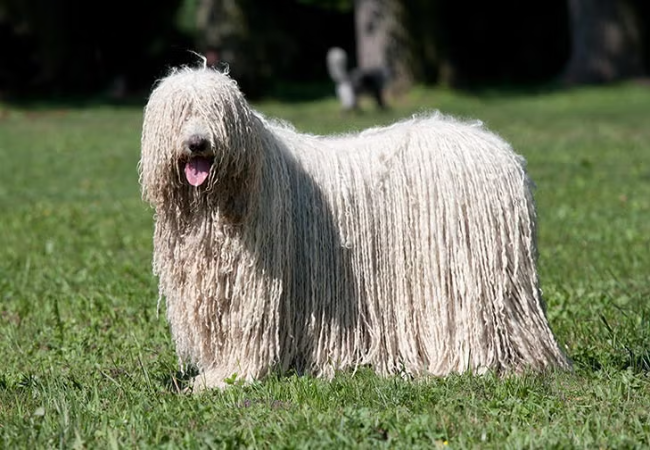 Komondor 2025: Corded Livestock Guardian Temperament & Health 🐶✨