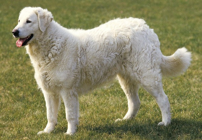 Kuvasz 2025: Noble Hungarian Guardian Temperament, Grooming &amp; Health 🐶✨