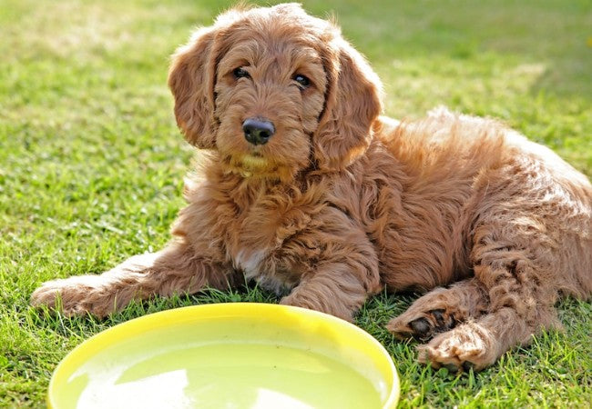 Labradoodle 2025: Health, Grooming & Training for Family Fit 🐶✨