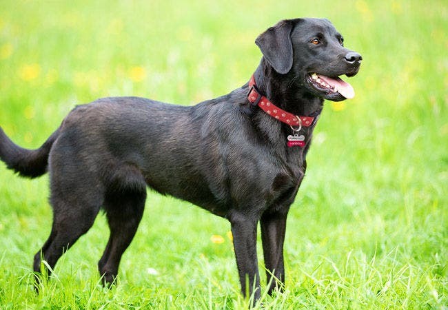 Labrador Retriever 2025: Health, Temperament & Training Tips 🐶✨