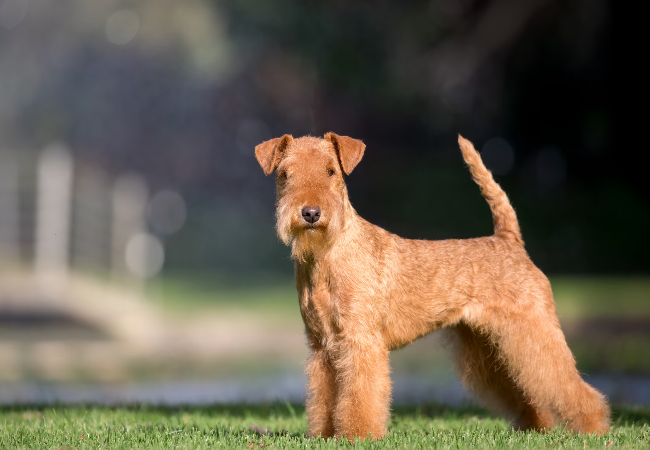 Lakeland Terrier 2025: Energetic Lake District Terrier Health & Care 🐶✨