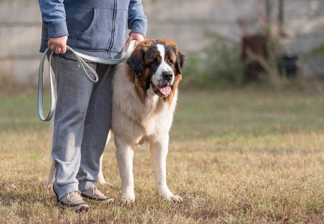 Leash Reactivity in Dogs 2025: Vet Approved Guide to Calm & Safe Walks🐾