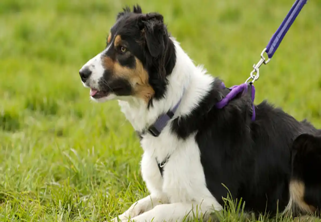 Leash Reactivity in Dogs 2025: Vet Guide to Calm, Confident Walks 🐕