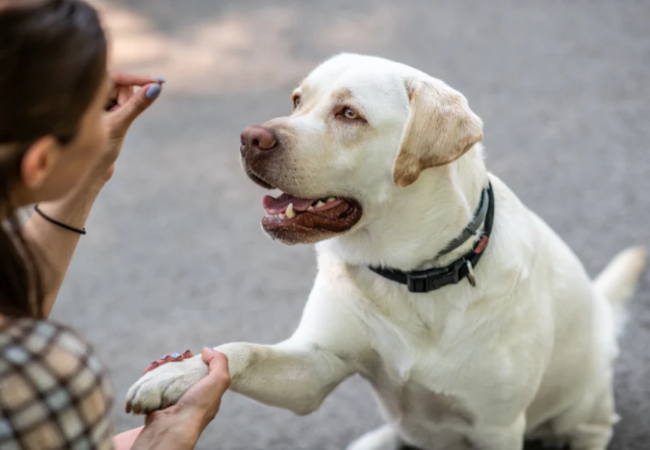 Leash Reactivity in Dogs 2025: Vet Reviewed Guide to Understanding, Training & Support 🐶