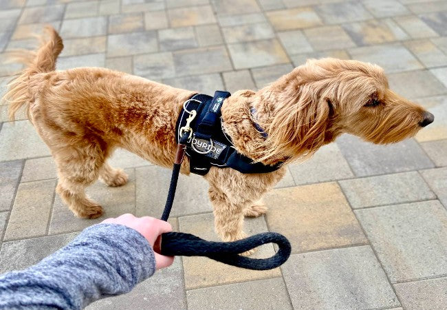 Leash Train Your Dog 2025: Vet Approved Guide for Calm Walks 🐾
