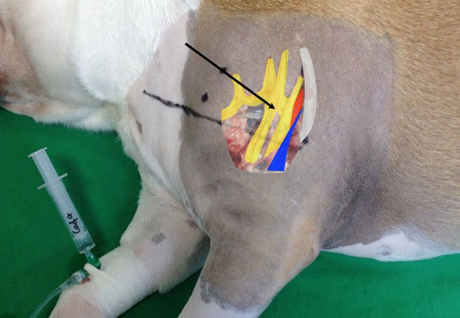 Left Anterior Fascicular Block in Dogs: 2025 Vet Guide 🩺🐾