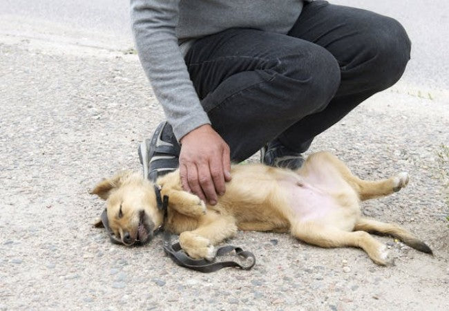 Left Bundle Branch Block in Dogs: 2025 Vet Guide 🩺🐾