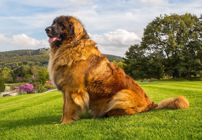 Leonberger 2025: Gentle Giant Size, Temperament & Care 🐶✨