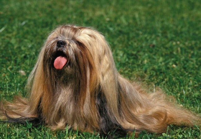 Lhasa Apso 2025: Loyal Tibetan Watchdog Health &amp; Grooming 🐶✨