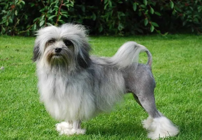 Lowchen 2025: Little Lion Dog Temperament, Grooming & Care 🐶✨