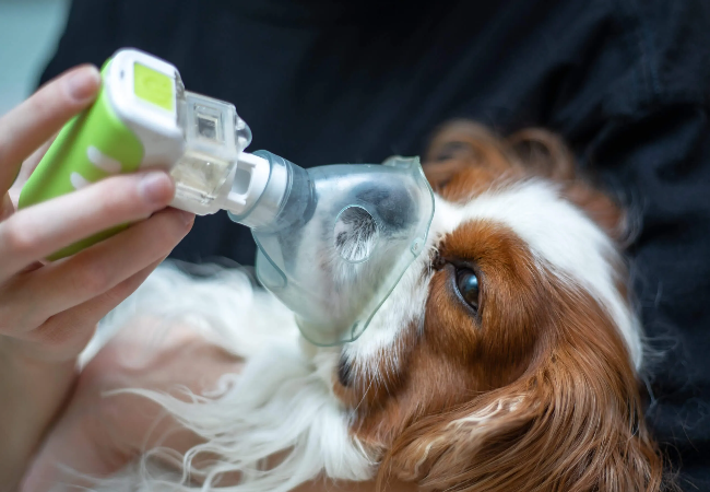 Lung Cancer in Dogs: Vet’s Guide to Signs, Diagnosis & Treatment 2025 🐾