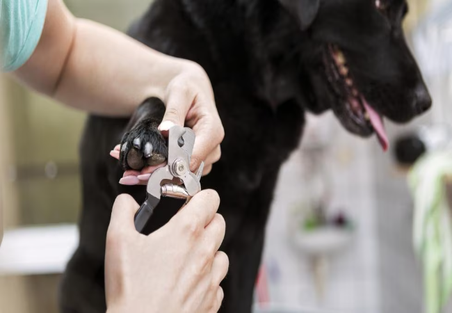 Lupoid Onychodystrophy in Dogs 2025: Vet Backed Guide to Diagnosis, Treatment & Management🐾