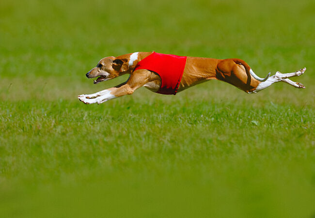 Lure Coursing for Dogs in 2025 – Vet‑Approved Guide to High-Speed Fun 🐕‍🦺🐾
