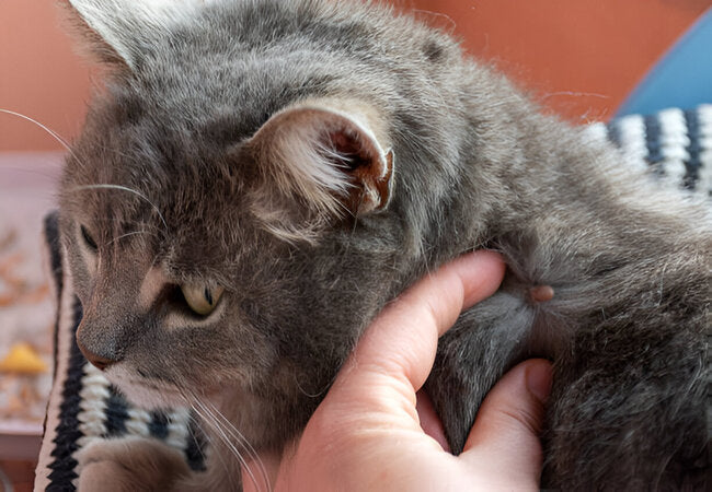 Can Cats Get Lyme Disease? 2025 Vet’s Symptoms & Protection Plan ⚠️🐱
