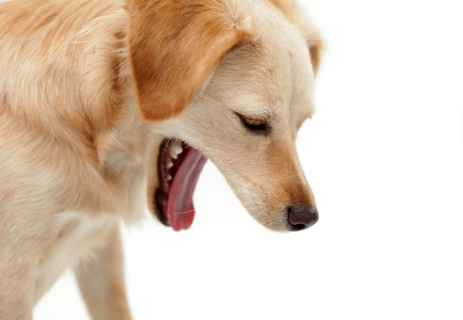 Making Dogs Throw Up in 2025: Vet Reviewed Guide to Safe Induction, Risks & What to Do 🐶