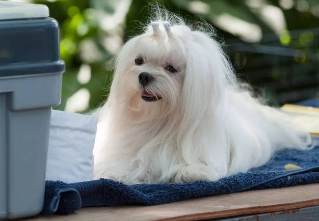 Maltese 2025: Luxurious Toy Companion Health & Grooming 🐶✨