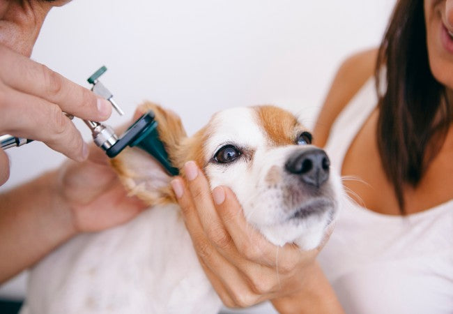 Managing Hearing Loss in Senior Dogs in 2025: Vet‑Guided Care Tips 🐶👂