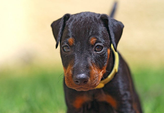 Manchester Terrier 2025: Sleek & Spirited Temperament & Care 🐶✨