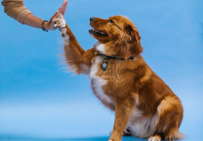 Marker Words vs Clickers 2025: Which Works Best for Dog Training? 🐶✨