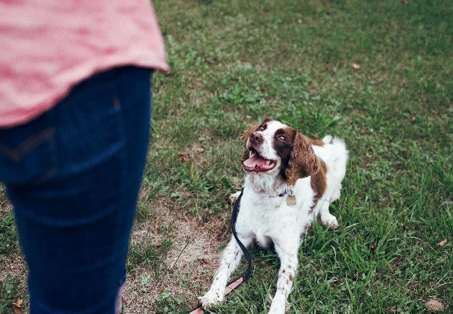 Mastering Dog Training with Shaping: A Vet Approved Guide for 2025 🐶🐾