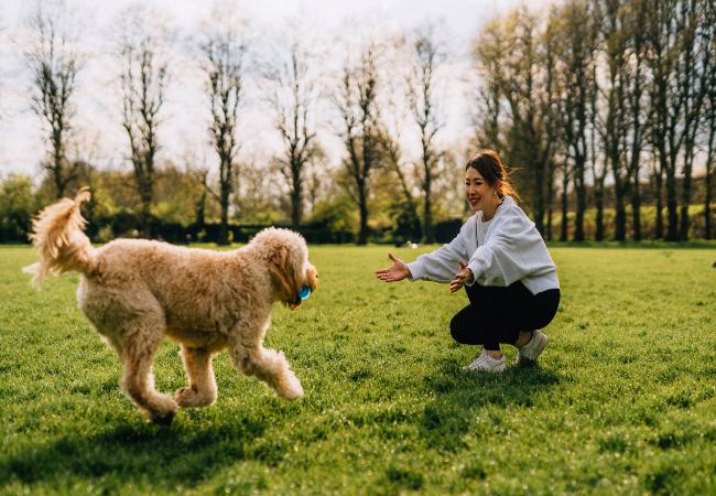 Mastering Recall: Dos & Don’ts of Teaching Your Dog to Come 2025 Vet Guide 🐶🐾