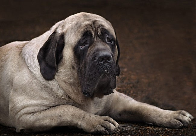 ChatGPT said: Mastiff 2025: Gentle Giant Guardian Temperament & Care 🐶✨