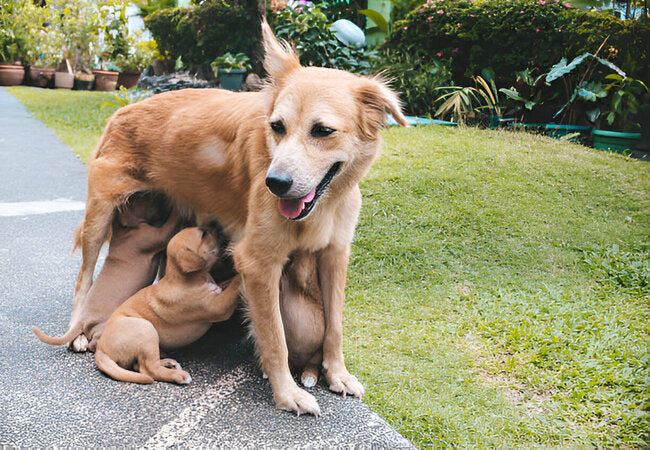 Maternal Behavior Problems in Female Dogs