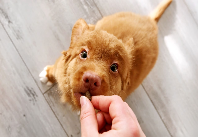 Million‑Dollar Training Treats 2025: Vet Reviewed Tips to Find Your Pup’s Perfect Reward 🐕‍🦺✨