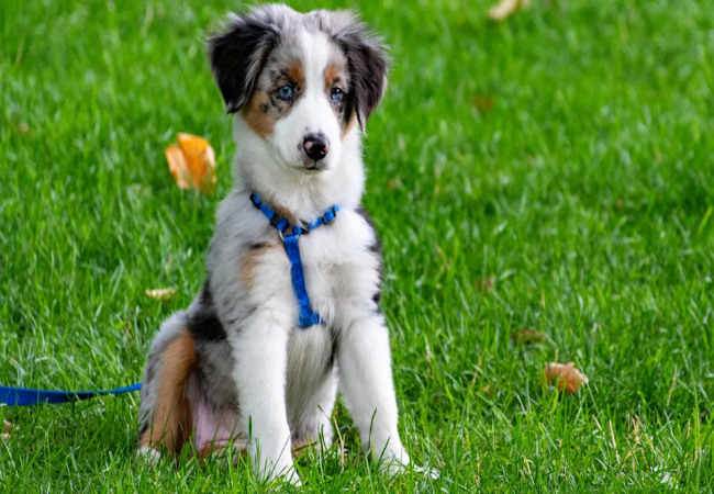 Miniature American Shepherd 2025: Small Herding Powerhouse Guide 🐶✨