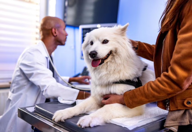 Mitral Valve Disease in Dogs: A Vet’s Guide to Signs, Stages & Care (2025) 🐾❤️