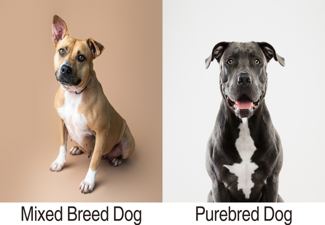 Mixed Breed vs. Purebred Dogs: Vet-Approved Health Insights 2025 🐾🧬
