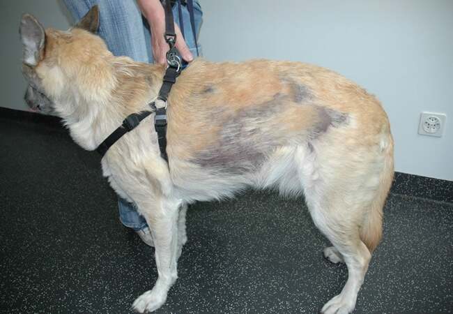 ☣️ Mold Poisoning in Pets Causes, Symptoms & Treatment (2025 Guide) 🐾