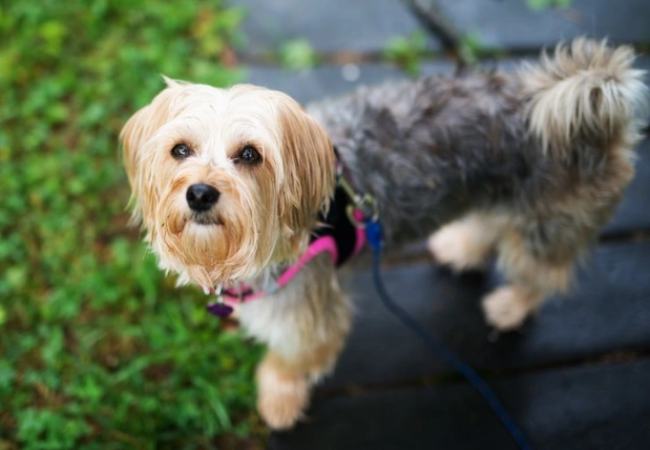 Morkie 2025: Petite Powerhouse Temperament, Health & Grooming 🐶✨