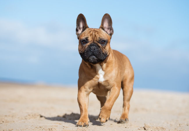 Most Popular Dog Breeds in 2025 – Vet Insight Into Why We Love Them 🐶😍