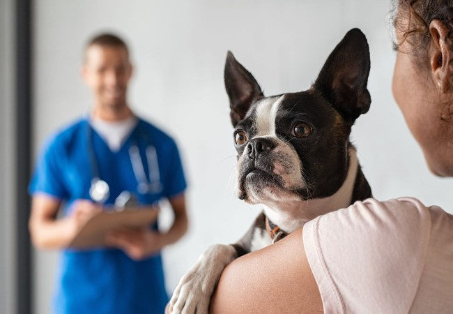 Most Popular Pets in 2025: Vet Insights on Top Companions & Smart Choices🐾